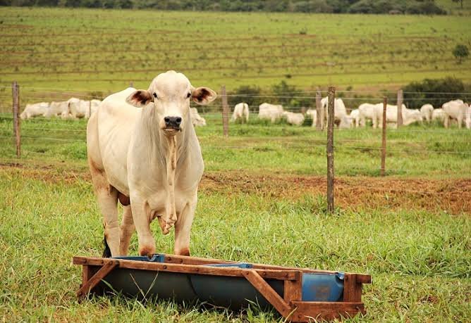 Fazenda Pecuária